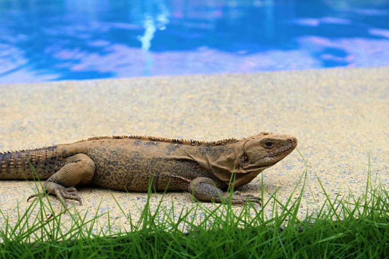 Hacienda Baru Villa โดมินิกัล ภายนอก รูปภาพ